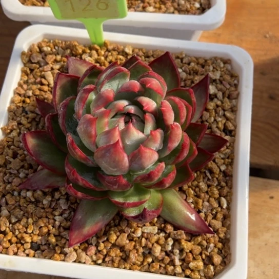 126惊鸿仙子 夏鸣园艺