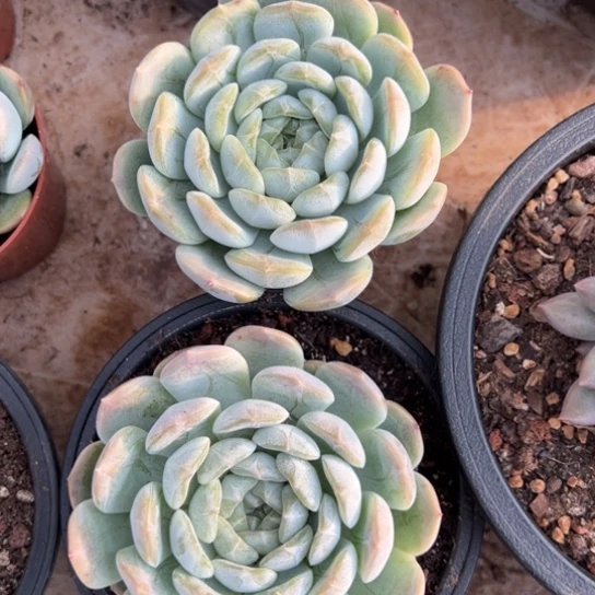 白色恋人 夏鸣园艺