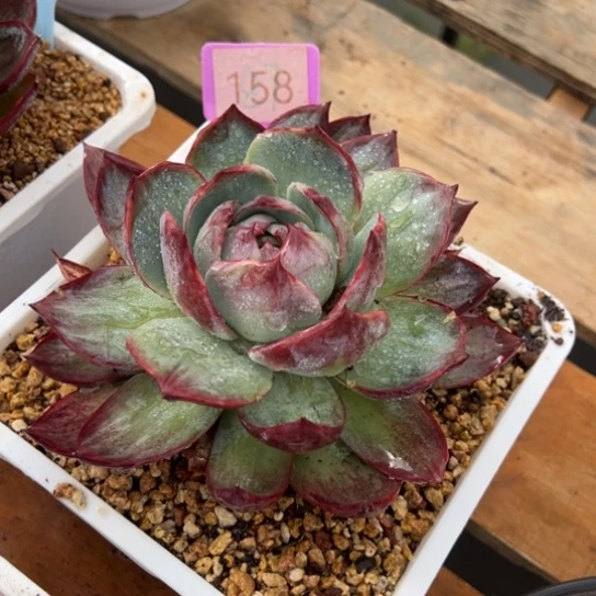 158惊鸿仙子 补差价