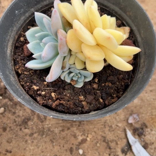 橙梦露 夏鸣园艺