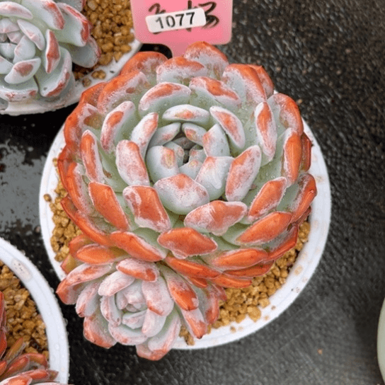 1077 橙梦露 夏鸣园艺