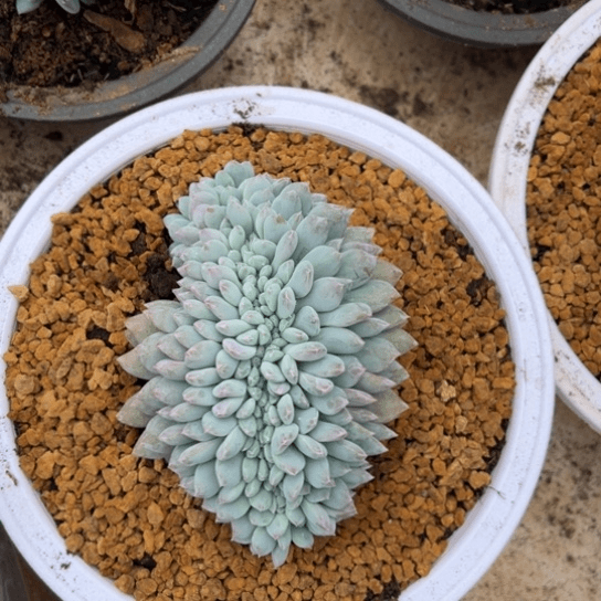 星影缀化 12公分