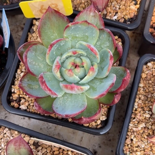 桃*68惊鸿仙子 夏鸣园艺