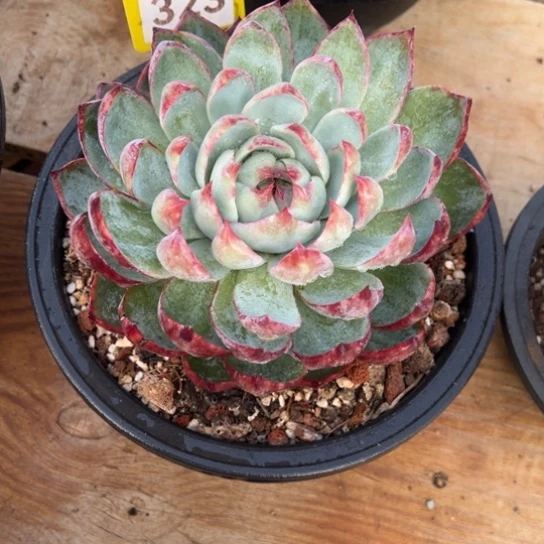 还**7323惊鸿仙子 夏鸣园艺