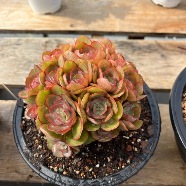 秀妍 群生 多肉 夏鸣园艺