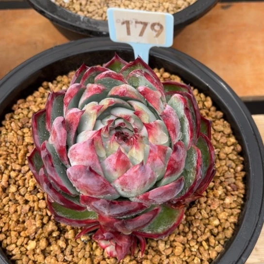 179惊鸿仙子 夏鸣园艺