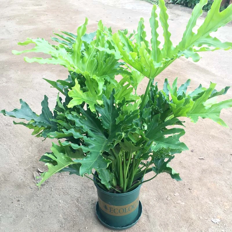 春雨盆栽春芋羽裂喜林芋喜树蕉阳台庭院工程绿化净化空气耐阴绿植