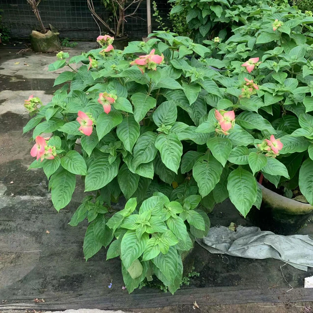 庭院种植粉叶金花室内外观花植物玉叶金花大型花卉粉纸扇花期超长