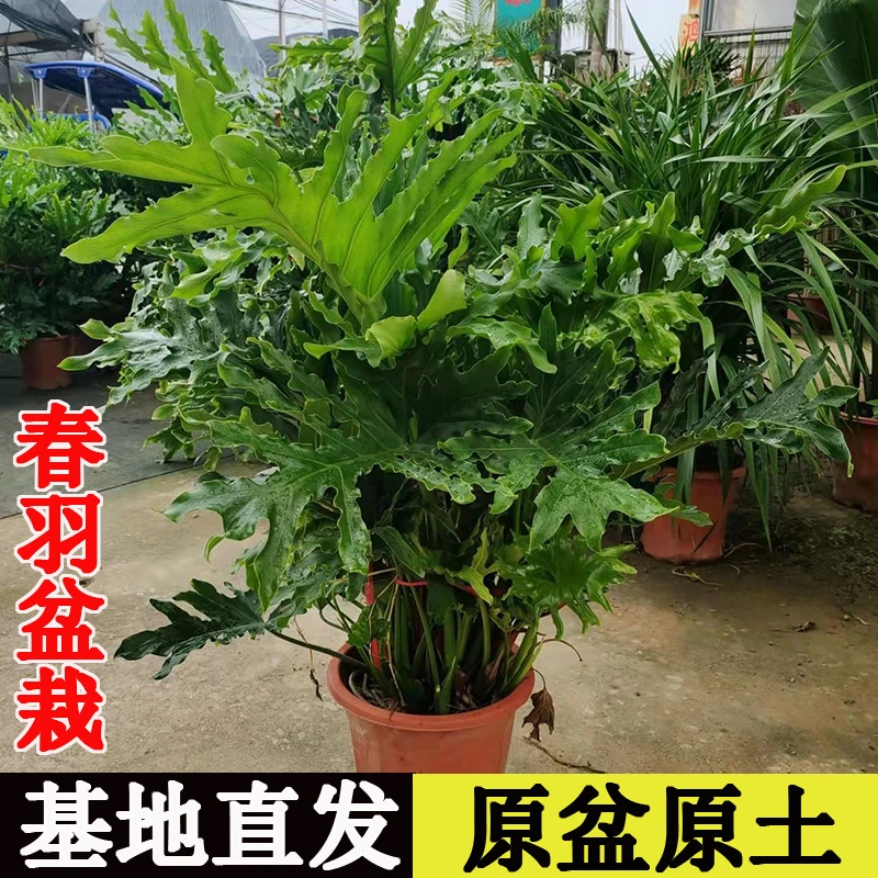 春羽盆栽春雨老桩龙鳞蔓绿绒可水培室内观叶绿植好养植物净化空气