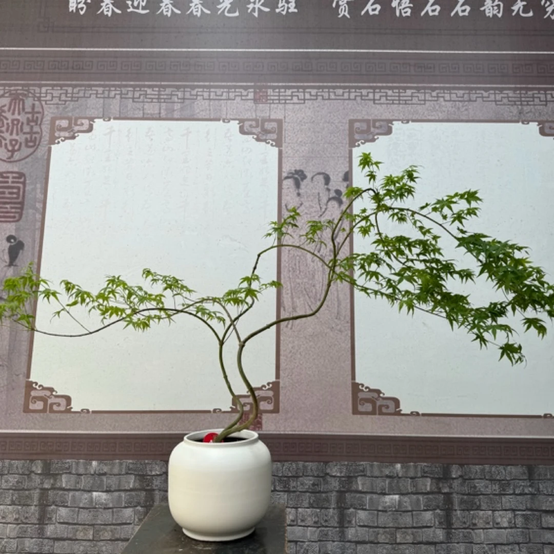 流泉枫，造型盆景，客厅卧室阳台庭院简约桌面盆景