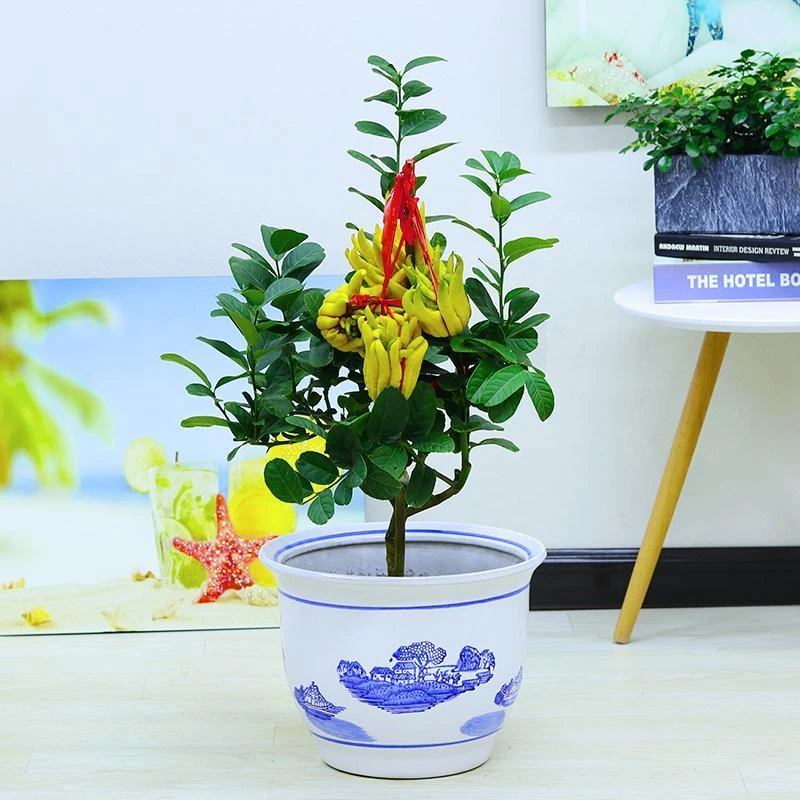 佛手苗室内室外阳台盆栽地栽果树苗佛手树苗南方北方种植当年结果