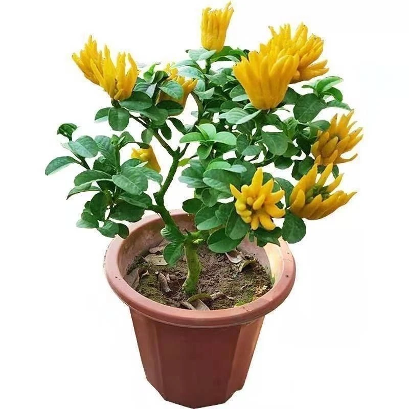 带果发货佛手盆栽果树苗金佛手苗室内外观果植物千佛手树苗四季果