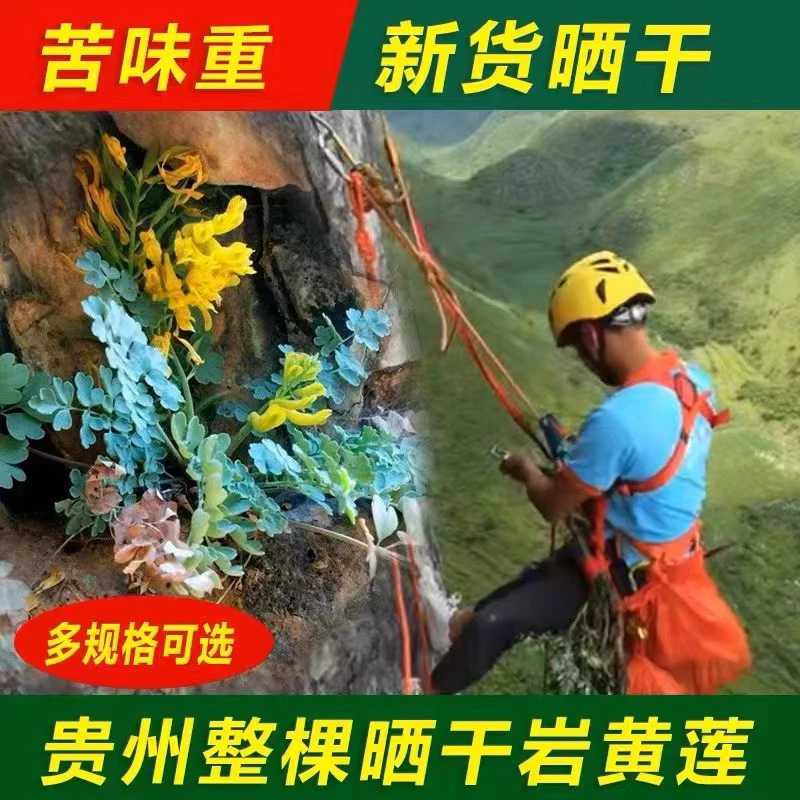 【专属链接】正品岩黄连 胡岩连 士黄连自然晒 千100g泡水