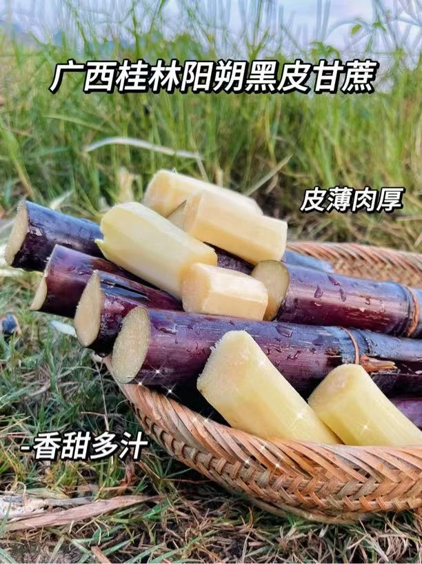 【阳朔—糖心甘蔗】广西阳朔镇黑皮水果甘蔗-清甜-多汁皮薄-脆口松软