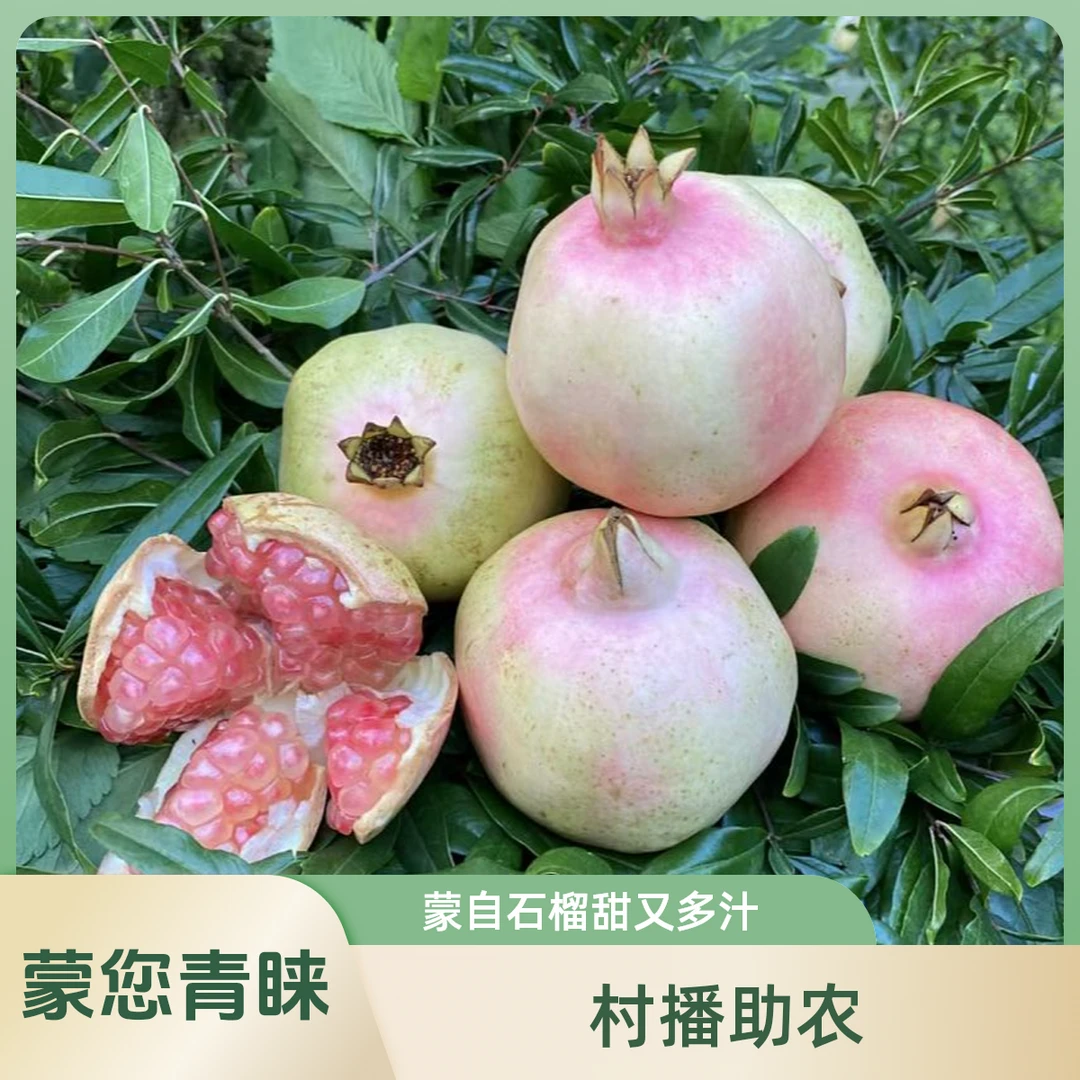【蒙您青睐】蒙自老树水晶石榴绿籽石榴3斤/6斤鲜甜多汁纯甜无酸
