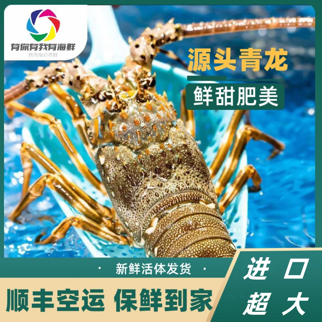 鲜活生猛小青龙  8-9两一只 充氧气活发【包肥包鲜不包活】顺丰发货