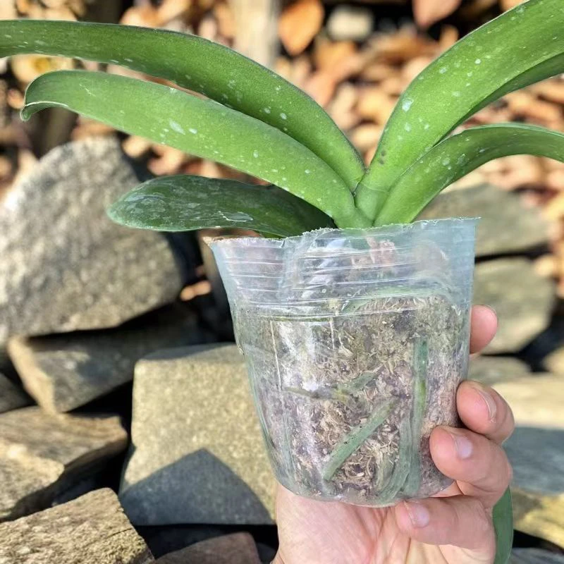 5颗蝴蝶兰苗，叶片微裂，少量烂根