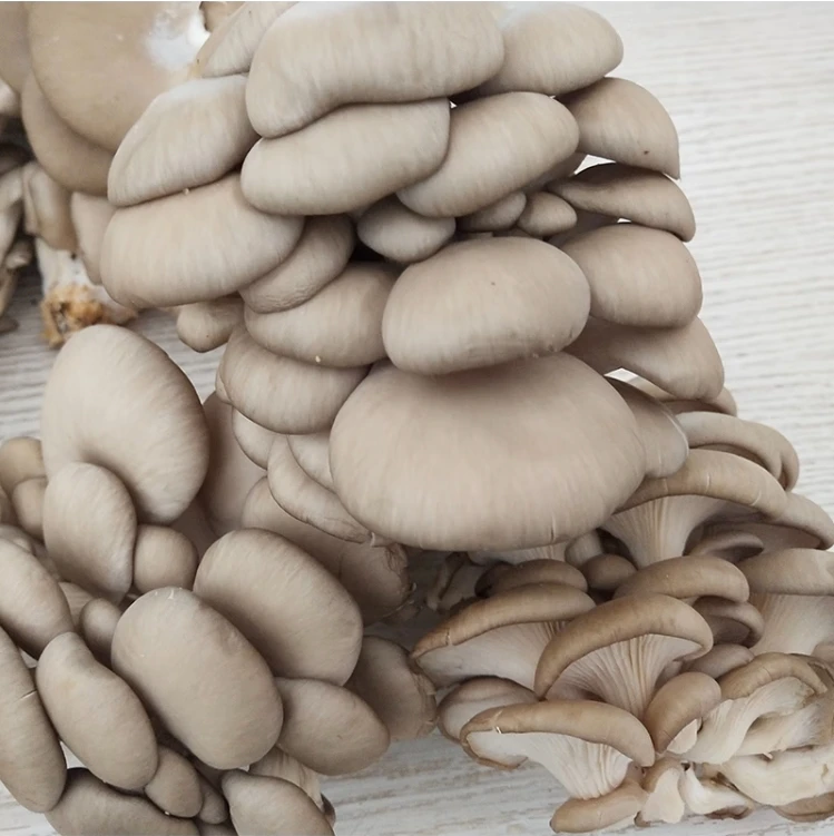 A冻菌约300g/份