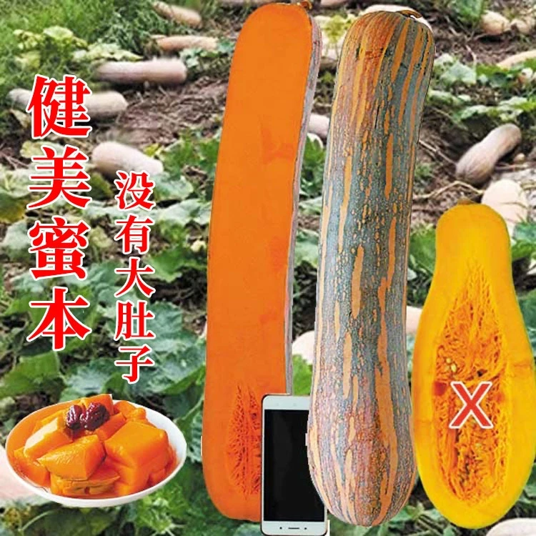 健美密本南瓜种子超甜粉面甜面南瓜种籽早熟高产四季播种阳台盆栽