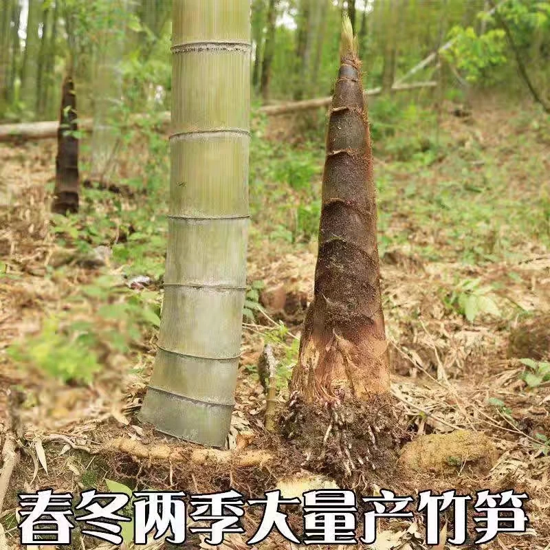 大楠竹根庭院竹子四季食用楠竹根笋竹北方常青耐寒植物现挖现发