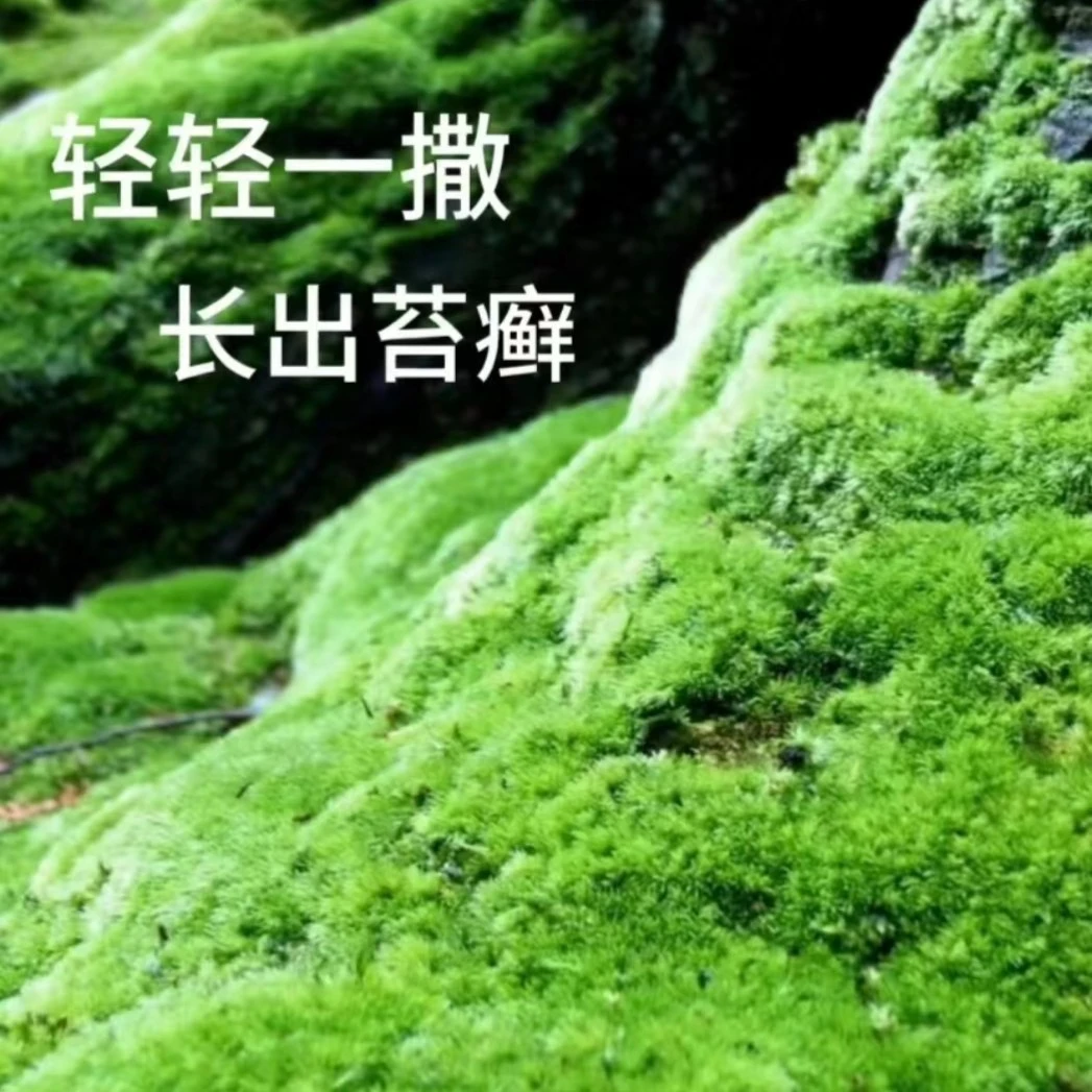 上水石苔藓青苔种子易活四季种植盆栽吸水石假山盆栽微景观苔藓粉