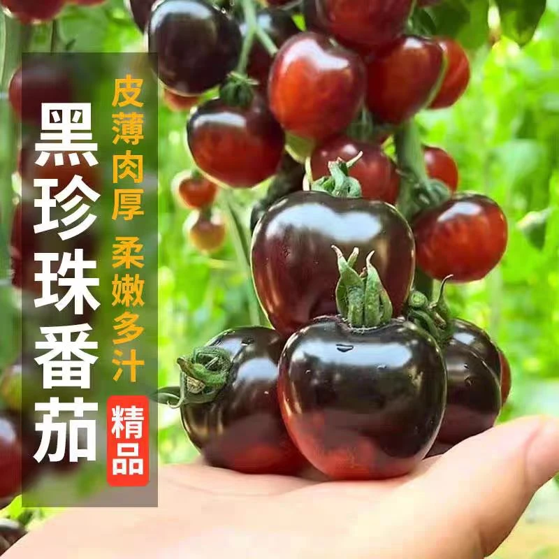 黑珍珠小番茄种子春季耐热阳台盆栽菜地种籽特甜串收高产蔬果种子