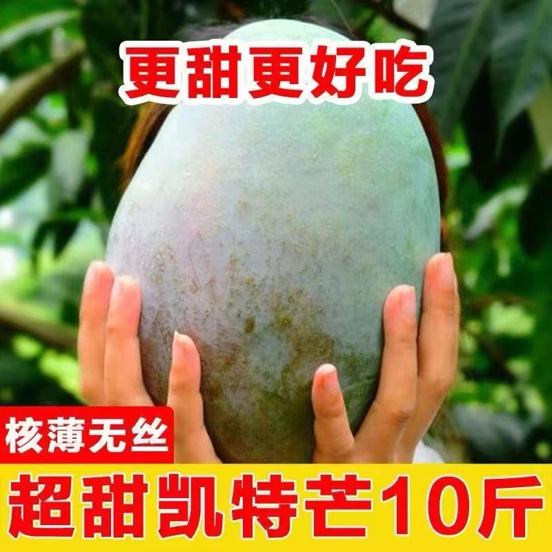 【现摘现发10斤】正宗攀枝花凯特大芒果酸甜多汁芒果味道浓郁核小