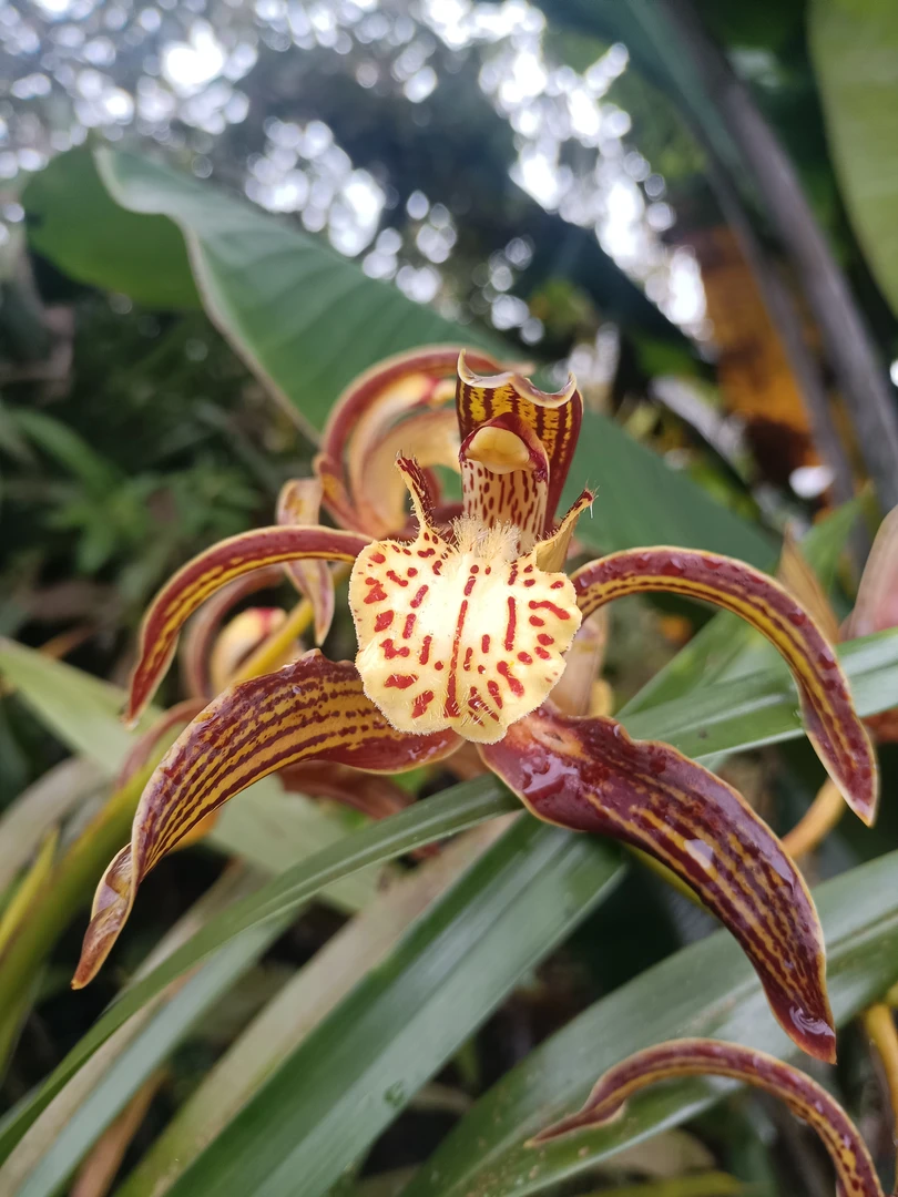 虎头红色花兰花一物一拍