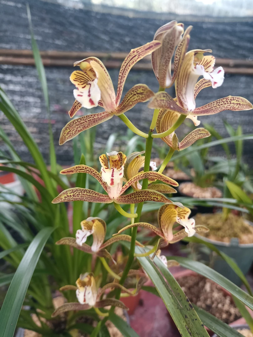 小虎虎兰花一物一拍