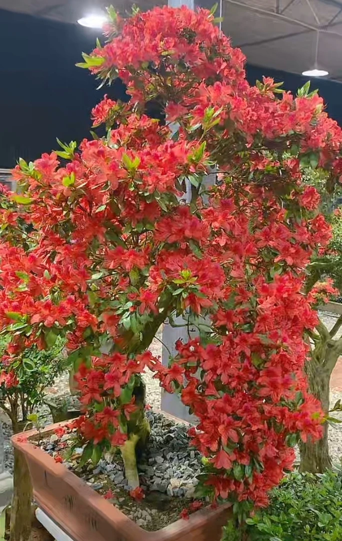 映山红,杜鹃,乌饭,赤楠,春花,栀子花,桂花