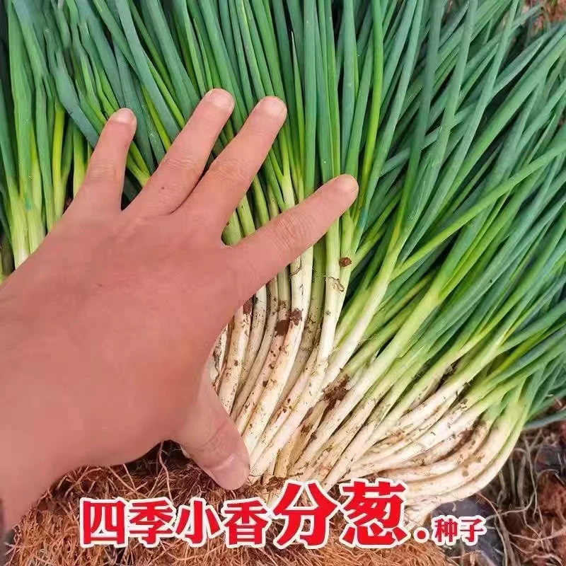 葱种孑四季小香葱种子种头苗火葱头种正宗种籽红头阳台盆栽农家