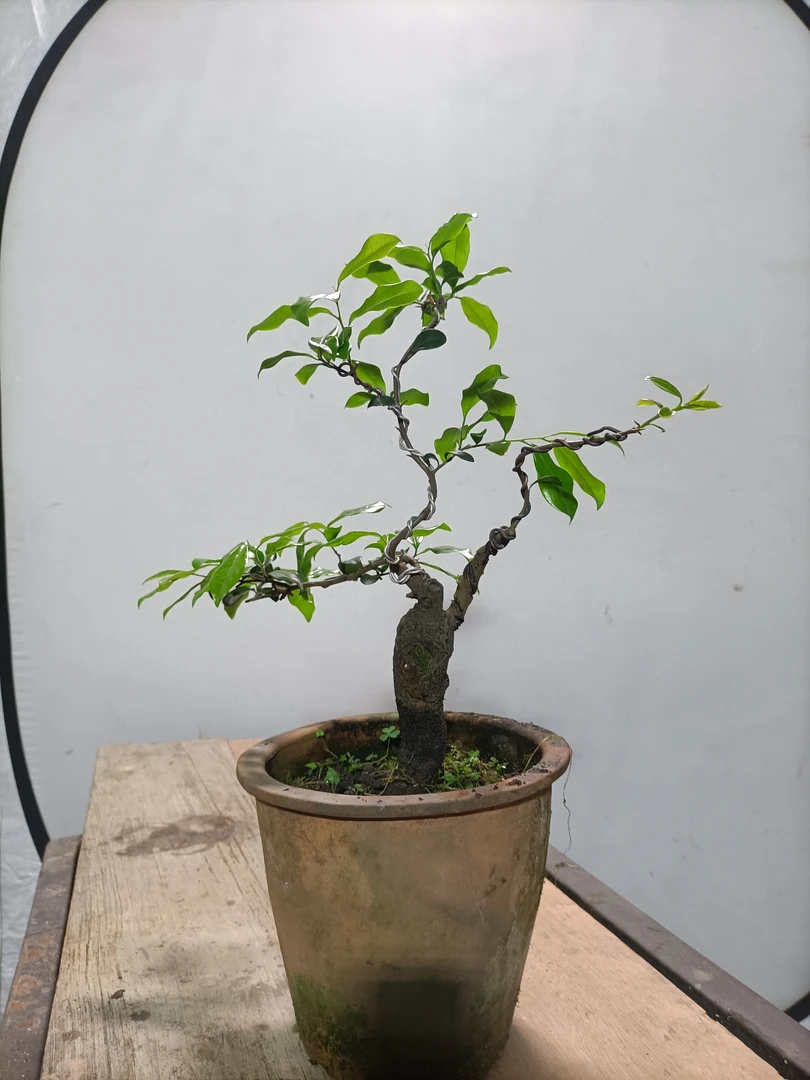 成形金弹子盆景桩