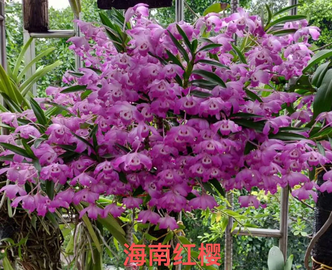 海南红樱喜欢可以直接拍