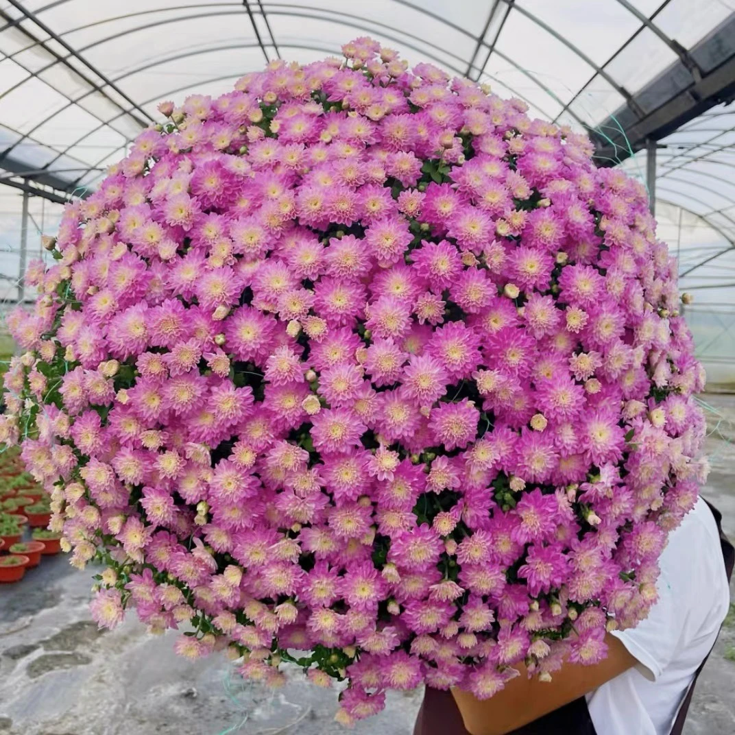 千头菊球菊夏菊花苗四季种易爆盆耐寒耐热盆栽花卉室内外阳台庭院