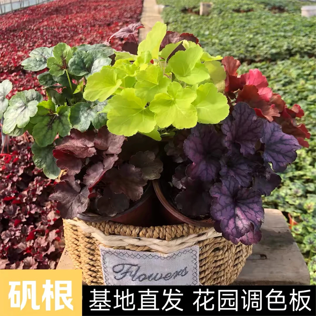 矾根植物盆栽中苗多色耐热耐寒阳台花园庭院室内四季观叶花卉好养