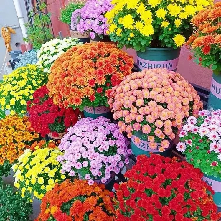 菊花千头菊玛格丽特带花秋菊球菊带花带盆栽好爆花耐热耐寒带花苞