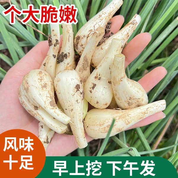 藠头农家自种新鲜现挖现发无叶无须荞头泡菜叫头大教头包邮包邮