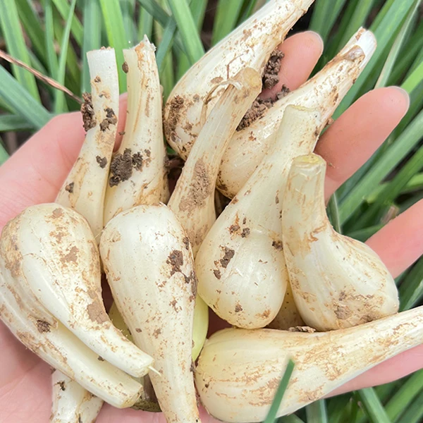 精选藠头新鲜现挖发货产地健康泡菜炒菜炒肉炒腊肉自种腌制