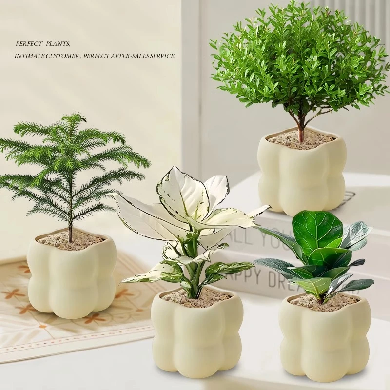 竹芋绿植桌面绿植绿色植物