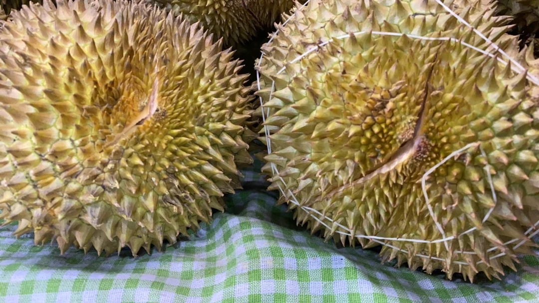 越南金枕榴莲一个,一果一拍