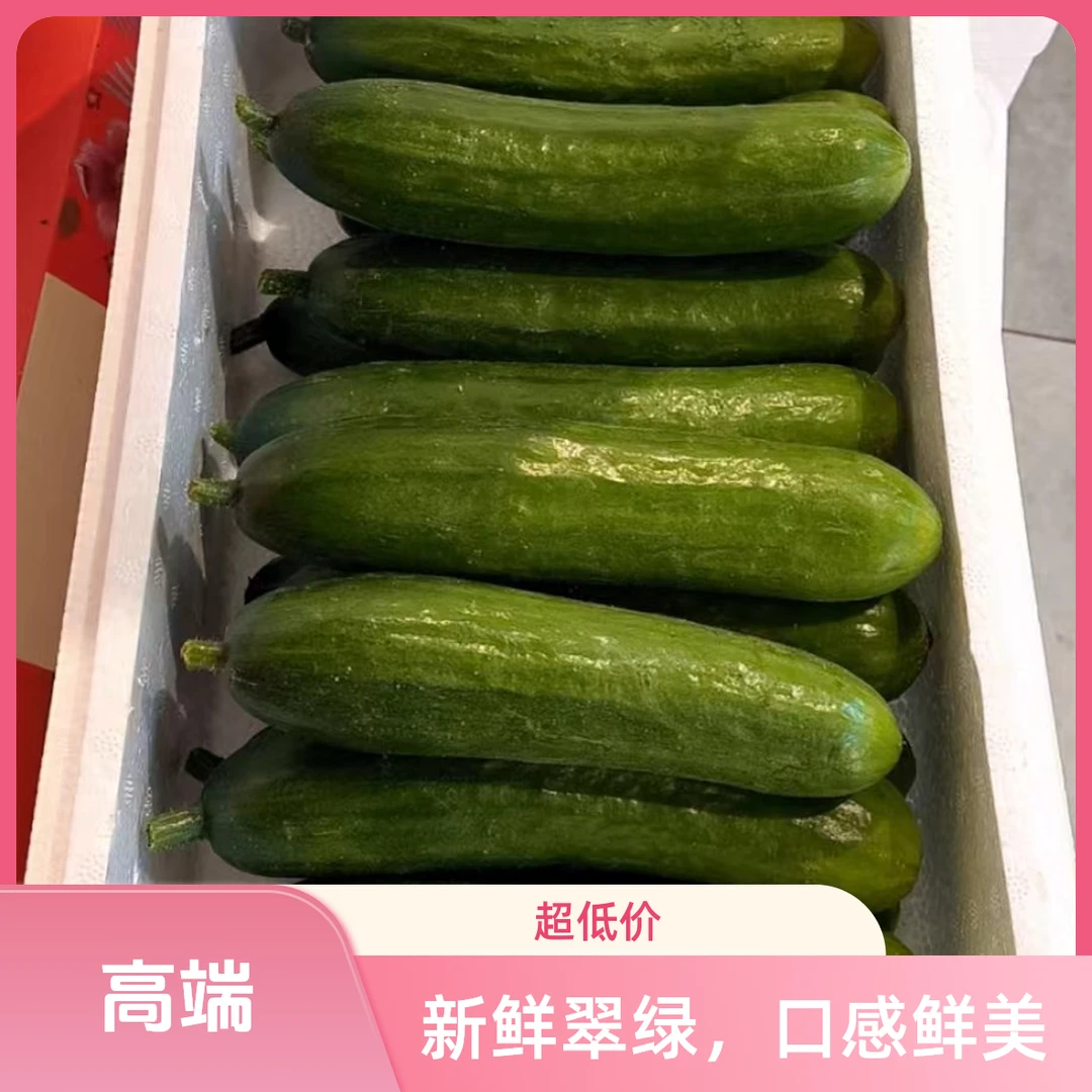 新鲜采摘赞字村水果小黄瓜生吃爽口美味多汁
