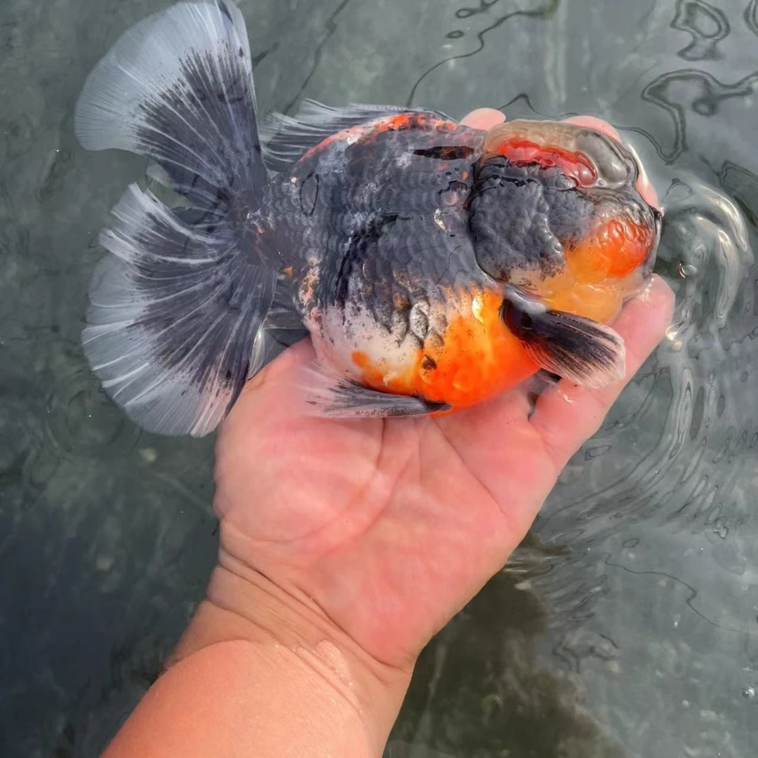 兰寿泰狮观赏冷水鱼，（以直播间挑选为准）