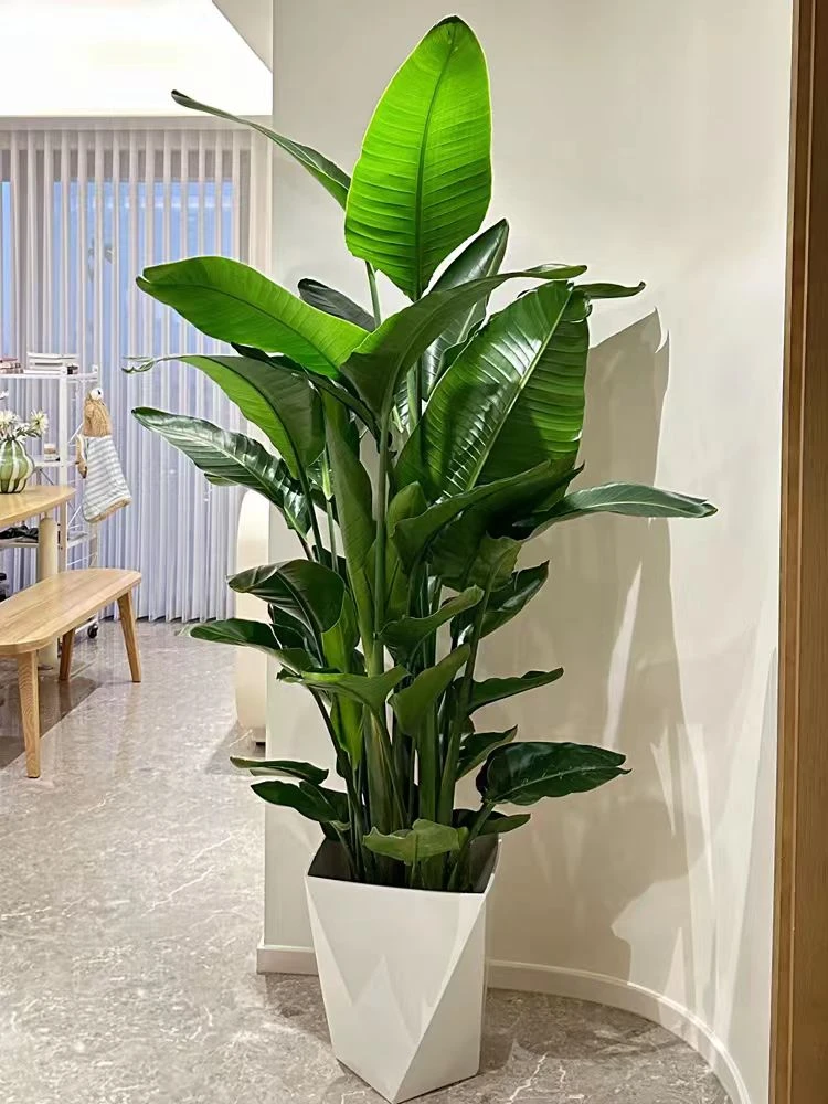 【A级】天堂鸟客厅落地绿植物好养室内大型植物吸除甲醛基地直发