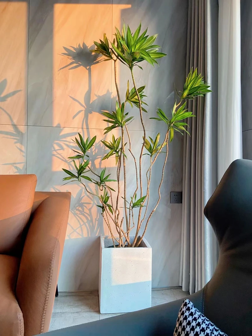 大型室内绿植百合竹盆栽北欧风植物客厅办公室净化空气好养易活