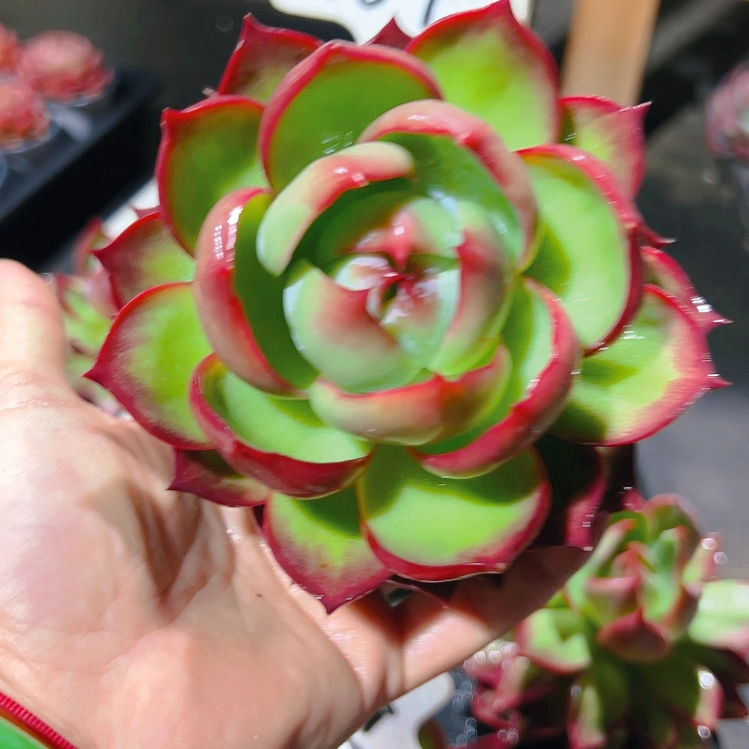 北***惊鸿仙子一物一拍1167号