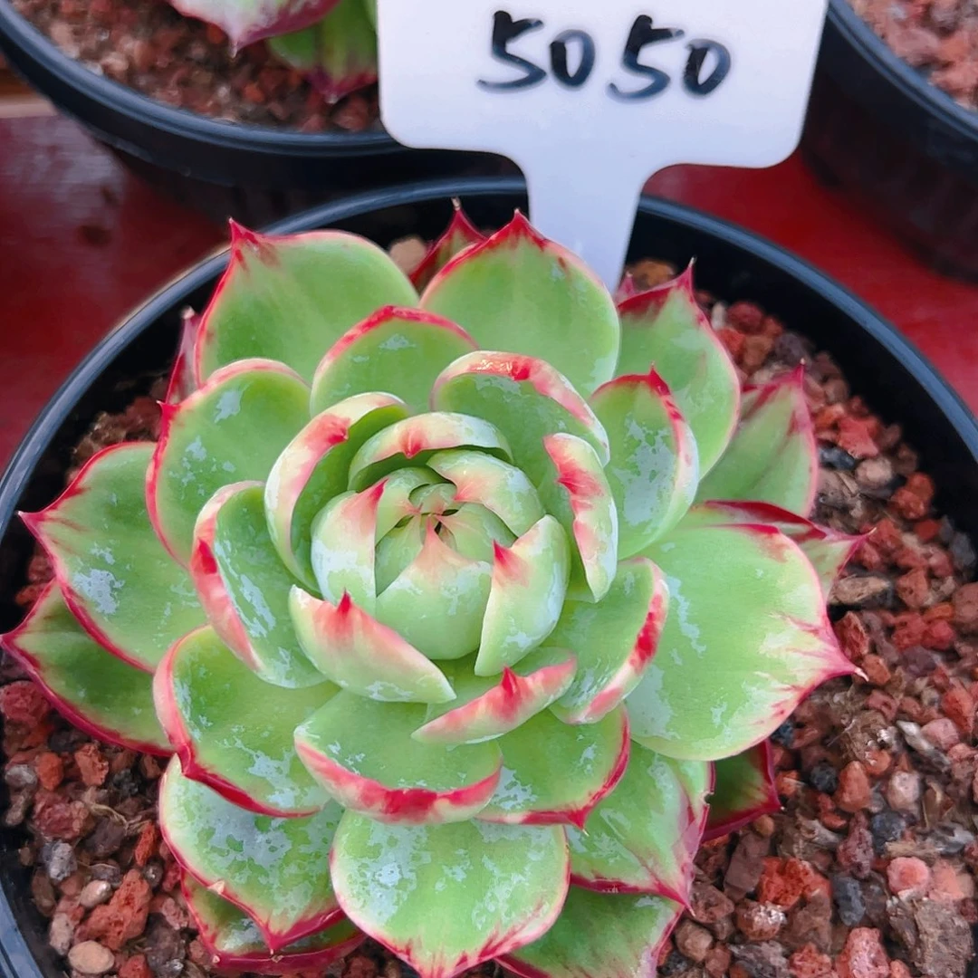 惊鸿仙子一物一拍5050号