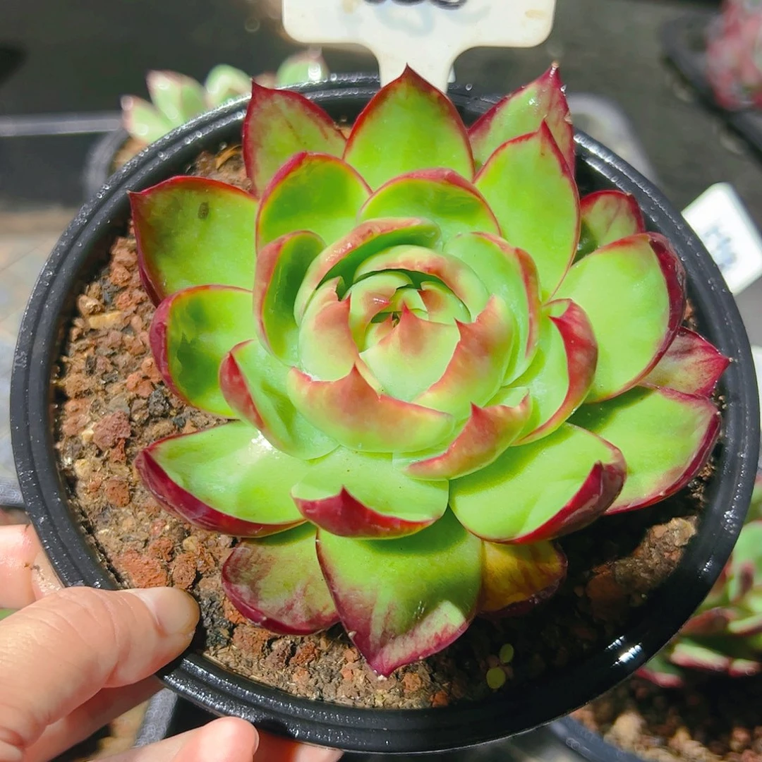 惊鸿仙子一物一拍888号