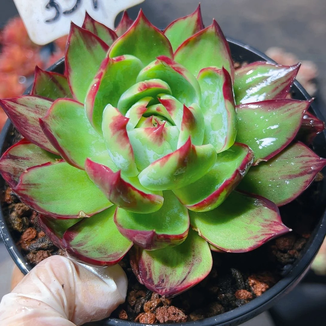 惊鸿仙子一物一拍337号