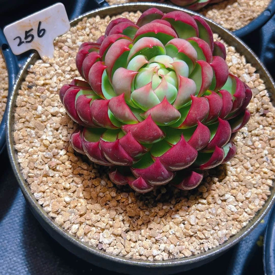 王**明惊鸿仙子一物一拍256号