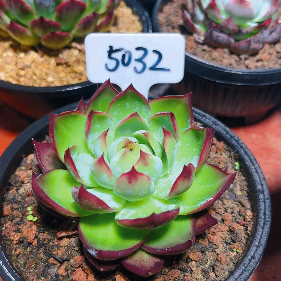 惊鸿仙子一物一拍5032号